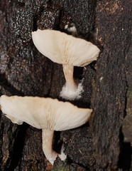 Clitocybe semiocculta