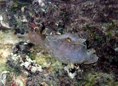 Aplysia sydneyensis