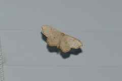 Idaea emarginata