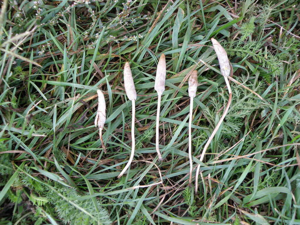 Panaeolus plantaginiformis