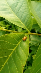 Harmonia axyridis