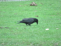 Corvus corone