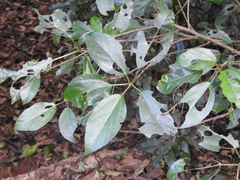 Dendrocnide photiniiphylla