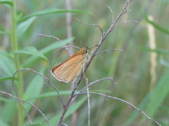 Thymelicus sylvestris