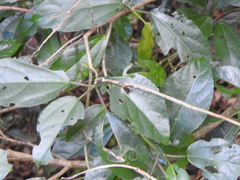 Dendrocnide photiniiphylla