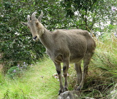 Nilgiritragus hylocrius