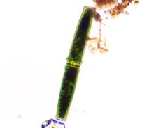 Pleurotaenium coronatum