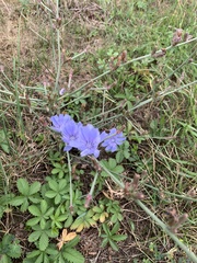 Cichorium intybus