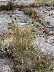 Juncus conglomeratus