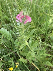 Ononis spinosa hircina
