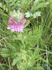 Ononis spinosa hircina