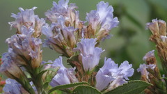 Strobilanthes kunthiana