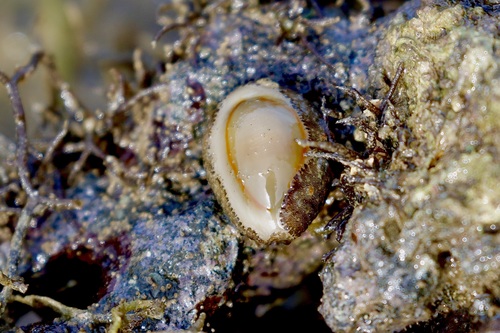 Monetaria annulus observed 2020-07-05