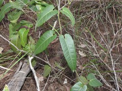Parsonsia brisbanensis