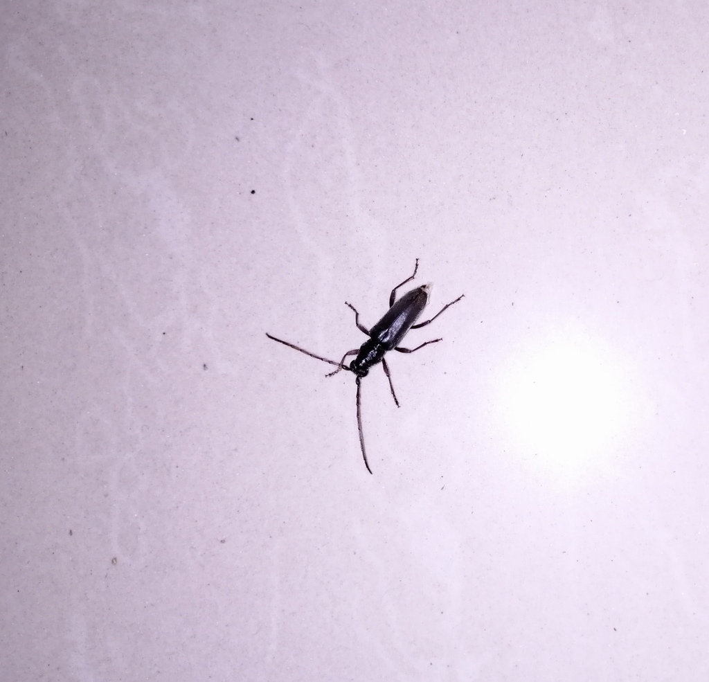 Derolus volvulus