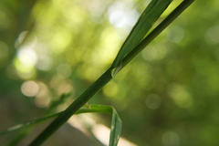 Dactylis glomerata lobata