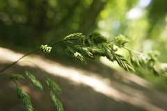 Dactylis glomerata lobata