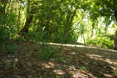 Dactylis glomerata lobata