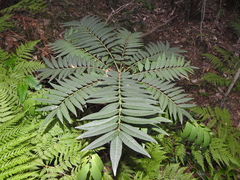Ailanthus triphysa