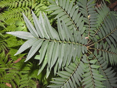 Ailanthus triphysa