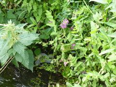 Trifolium medium