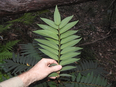 Ailanthus triphysa