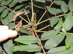 Ailanthus triphysa