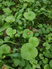 Viola mirabilis