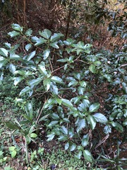 Dendrocnide photiniiphylla