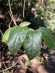 Parsonsia fulva