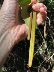Parsonsia fulva