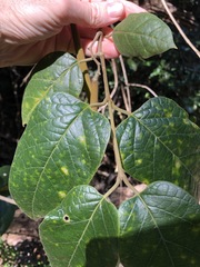 Parsonsia fulva