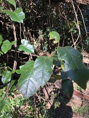 Parsonsia fulva