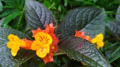 Chrysothemis pulchella