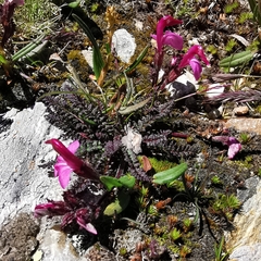 Pedicularis kerneri