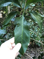 Cissus sterculiifolia