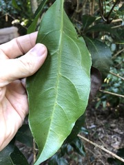 Cissus sterculiifolia