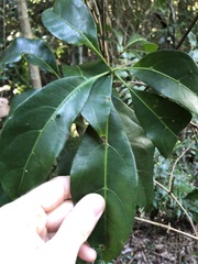 Cissus sterculiifolia