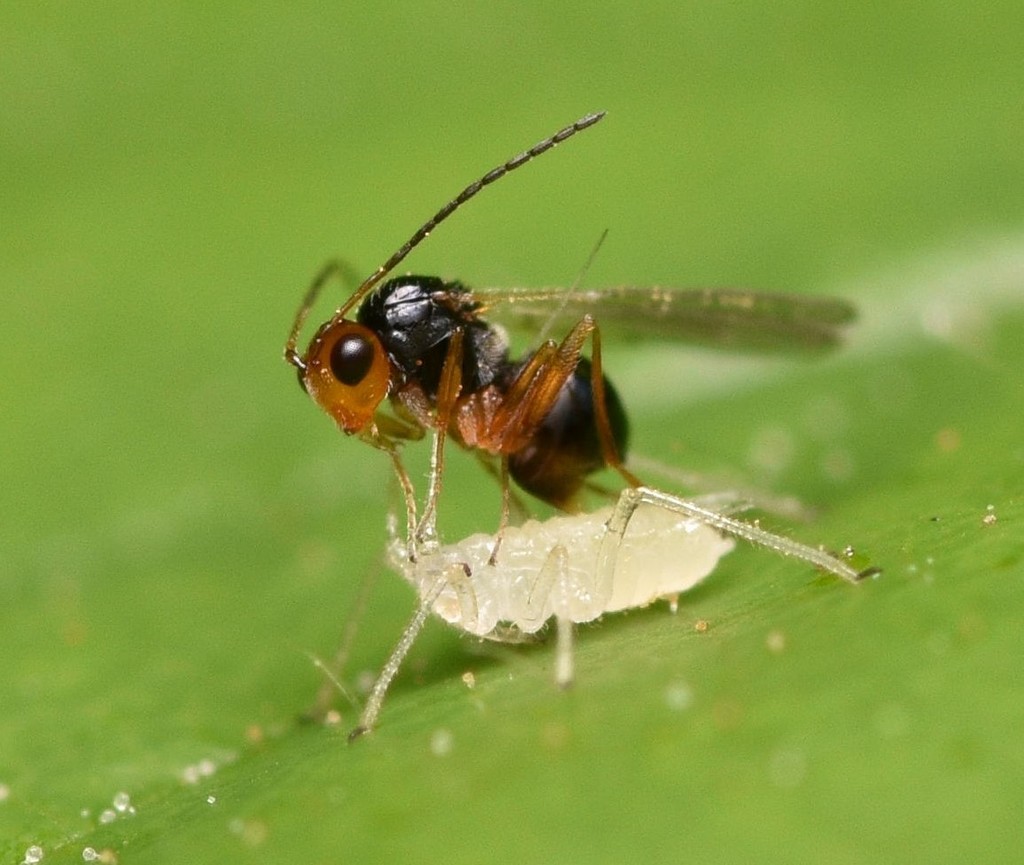 Charipinae