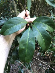 Cissus sterculiifolia