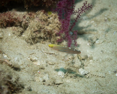 Koumansetta rainfordi