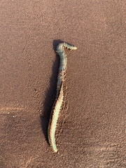 Phyllodocida