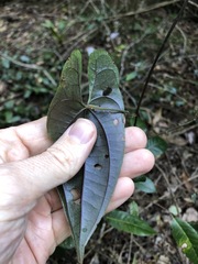 Dioscorea transversa