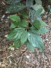 Neolitsea dealbata