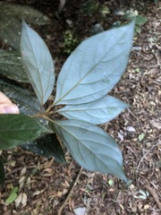 Neolitsea dealbata