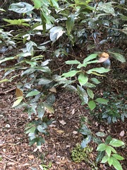 Neolitsea dealbata