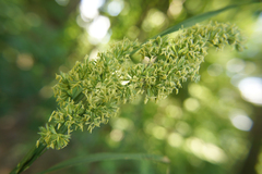 Dactylis glomerata lobata