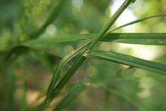 Dactylis glomerata lobata