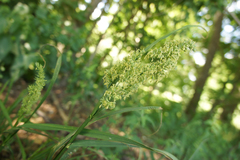 Dactylis glomerata lobata