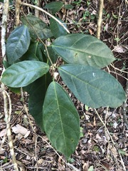 Ficus fraseri